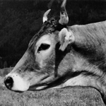 Verr&uuml;ckte K&uuml;he